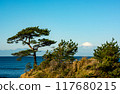 松樹和藍色的大海 117680215