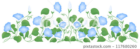 blue morning glory row 117680260