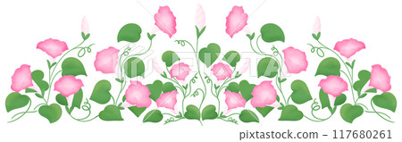 pink morning glory row pink morning glory row 117680261