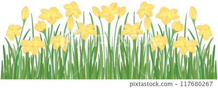 row of yellow zephyrthis 117680267