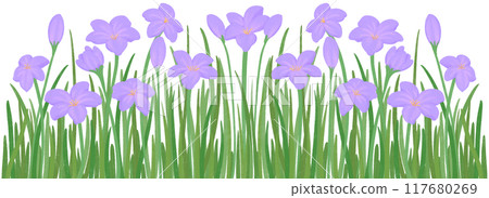 row of purple zephyrthis 117680269