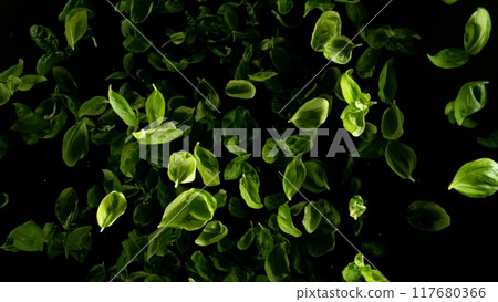Falling basil leaves, isolated on black background. 117680366