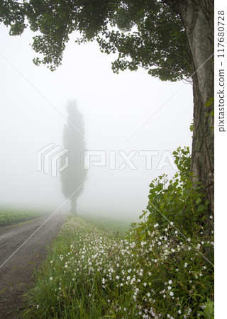 Standing in the morning mist Standing in the morning mist 117680728