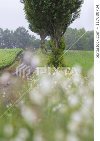 Rain walking path Rain walking path 117680734