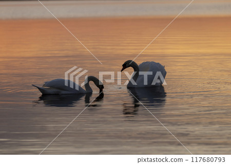 a beautiful adult white swan swims on the lake at sunset 117680793