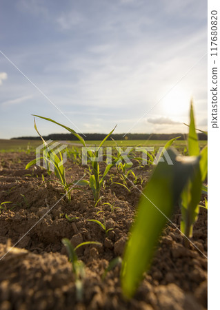 a field with a corn harvest in the evening 117680820