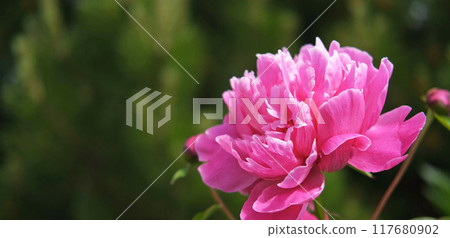 Pink peony growing, blurred leaves background. Gently fresh flower bush. Gardening, landscaping. Plant Nurse Ad. Backdrop for product promote. Flower shop. Green home garden. Landscape design. Path 117680902
