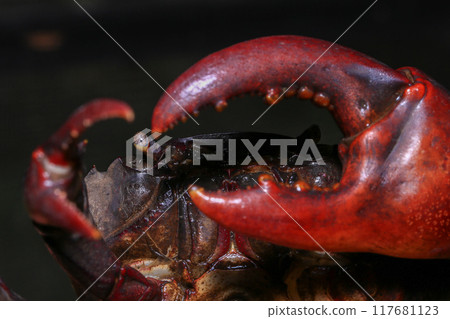 red rock crab on the ground, close-up of a crab 117681123