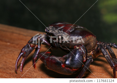 red rock crab on the ground, close-up of a crab 117681124