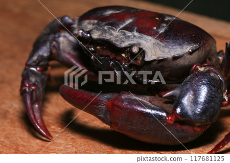 red rock crab on the ground, close-up of a crab red rock crab on the ground, close-up of a crab 117681125
