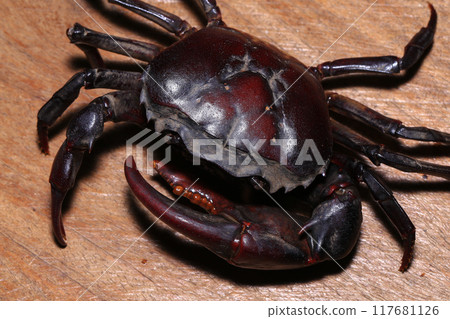 red rock crab on the ground, close-up of a crab 117681126