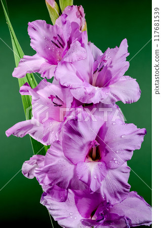 Blooming pink gladiolus on a green background 117681539