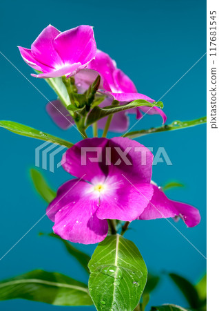 Blooming pink Catharanthus on a blue background Blooming pink Catharanthus on a blue background 117681545