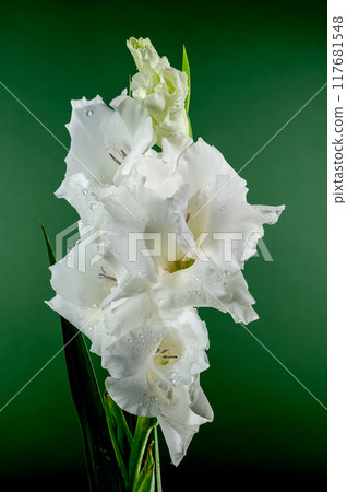 Blooming white gladiolus on a green background 117681548