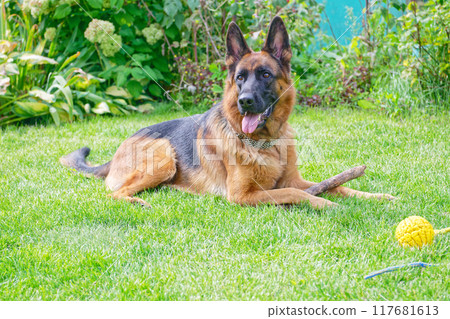 German shepherd on a green grass 117681613