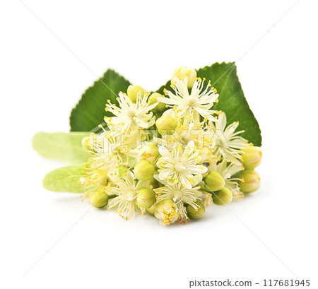 Linden flower on white backgrounds 117681945