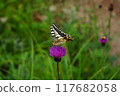 美原白蝴蝶 117682058