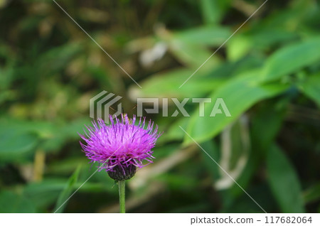 美原薊 美原薊 117682064