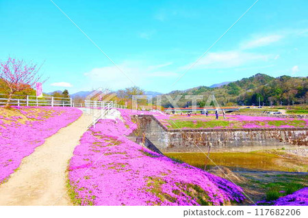 Moss Phlox, Shibazakura, Tachiya River, Cherry Blossoms, Yamagata City 117682206