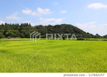 藍天下的田園風光 117682257