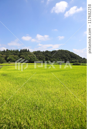 藍天下的田園風光 藍天下的田園風光 117682258