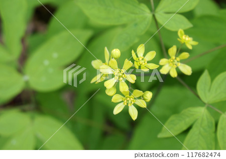 Rui yo button 117682474