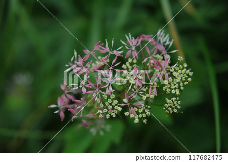 Miyama larch 117682475