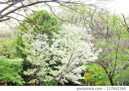 牧之池綠色公園的櫻花 117682560