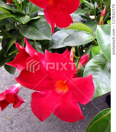 太陽傘紅花特寫(曼德維拉) 太陽傘紅花特寫(曼德維拉) 117682579