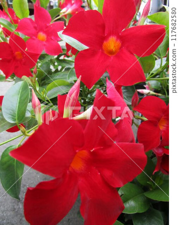 太陽傘紅花特寫（曼德維拉） 117682580