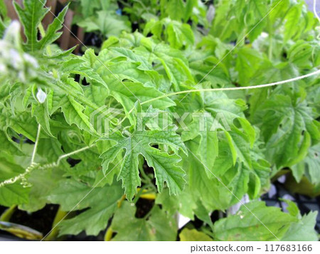 苦瓜葉的特寫 苦瓜葉的特寫 117683166