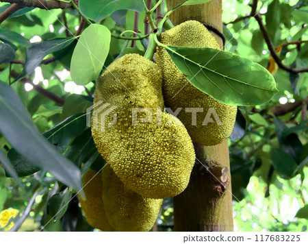 熱帶果樹 Copalfruit 的果實 熱帶果樹 Copalfruit 的果實 117683225