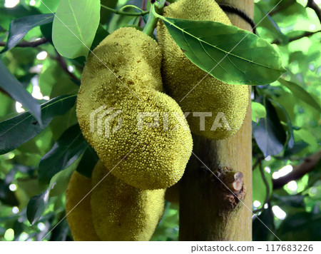 熱帶果樹 Copalfruit 的果實 熱帶果樹 Copalfruit 的果實 117683226