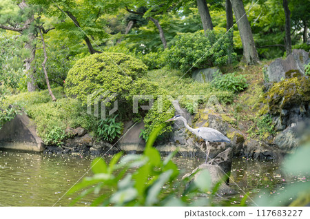 藍鷺捕食時間 藍鷺捕食時間 117683227