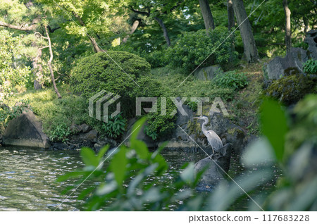 Blue heron hunting time Blue heron hunting time 117683228