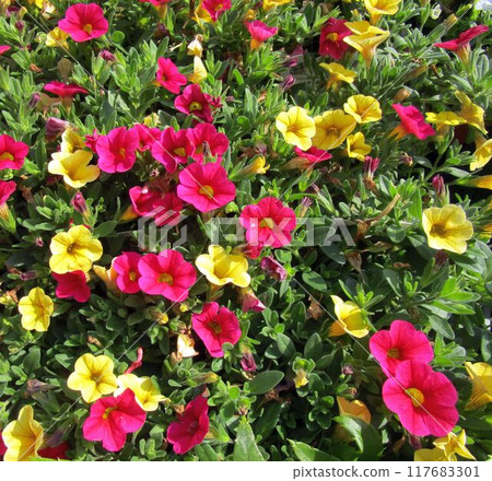 粉紅色和黃色百萬鈴 (Calibrachoa) 花的特寫 117683301