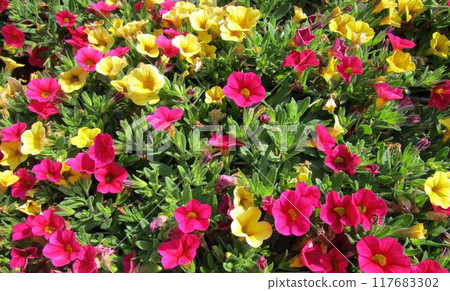 Close-up of pink and yellow Million Bells (Calibrachoa) flowers 117683302