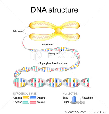 DNA structure. Close-up of Chromosome with Centromere and Telomeres 117683325