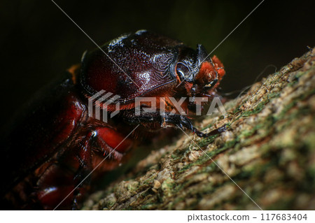 rhinoceros beetle on the tree in the forest. macro rhinoceros beetle on the tree in the forest. macro 117683404