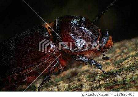 rhinoceros beetle on the tree in the forest. macro rhinoceros beetle on the tree in the forest. macro 117683405
