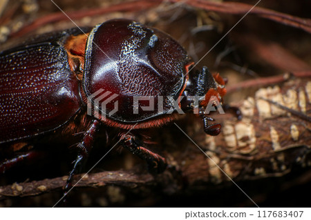 rhinoceros beetle on the tree in the forest. macro rhinoceros beetle on the tree in the forest. macro 117683407
