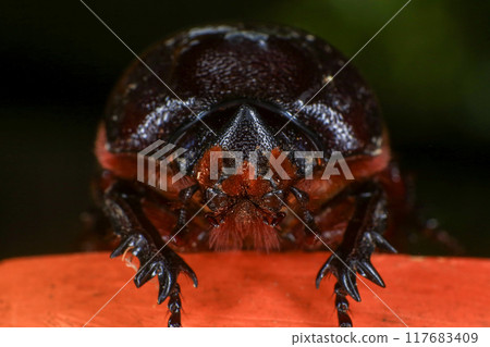 rhinoceros beetle on the tree in the forest. macro 117683409