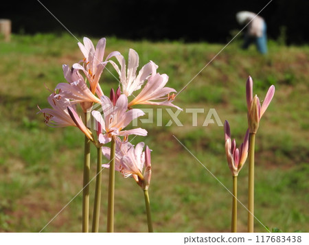 盛夏綻放粉紅色花朵的“夏瑞泉” 117683438