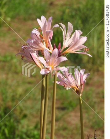 盛夏綻放粉紅色花朵的“夏瑞泉” 117683439