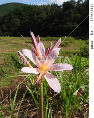 盛夏綻放粉紅色花朵的“夏瑞泉” 117683441