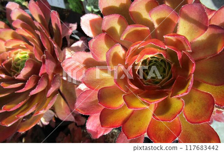 關閉多汁的紅色senpium 117683442