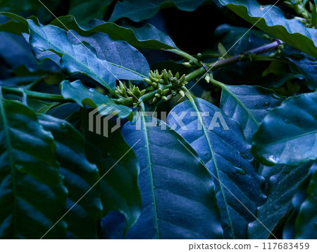 Rubiaceae Akami Coffee Tree Rubiaceae Akami Coffee Tree 117683459