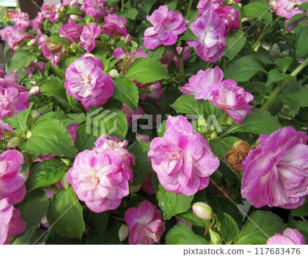 Close-up of pink double-flowered impatiens flowers Close-up of pink double-flowered impatiens flowers 117683476