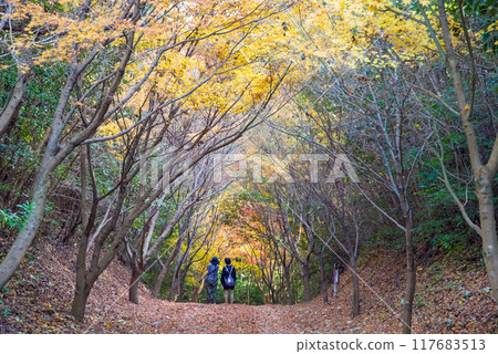 Yokkaichi's little-known spot for viewing autumn leaves: "Autumn Path" Hachioji-cho, Yokkaichi City, Mie Prefecture 117683513