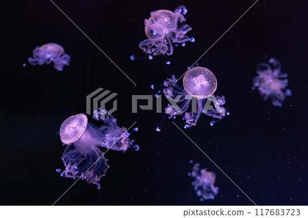 Spotted australian jellyfish, Phyllorhiza punctata swim underwater aquarium pool wtih purple light 117683723